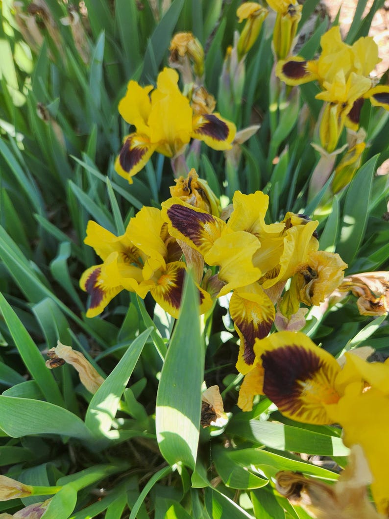 Photo of standard dwarf bearded Iris yellow with purplish-brown markings on the falls.