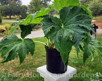 Begonia 'Challenger'  - Hybrid Begonia from Australia - 1 Gallon Container - Giant Leaf Begonia