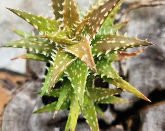 Aloe 'Minnie Belle' - Succulent- House Plant- Dish Garden Plant - Rock Garden Plant