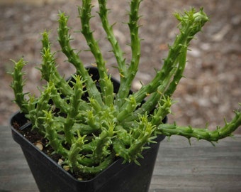 Euphorbia flanaganii 'Medusa's Head' - Unusual Succulent