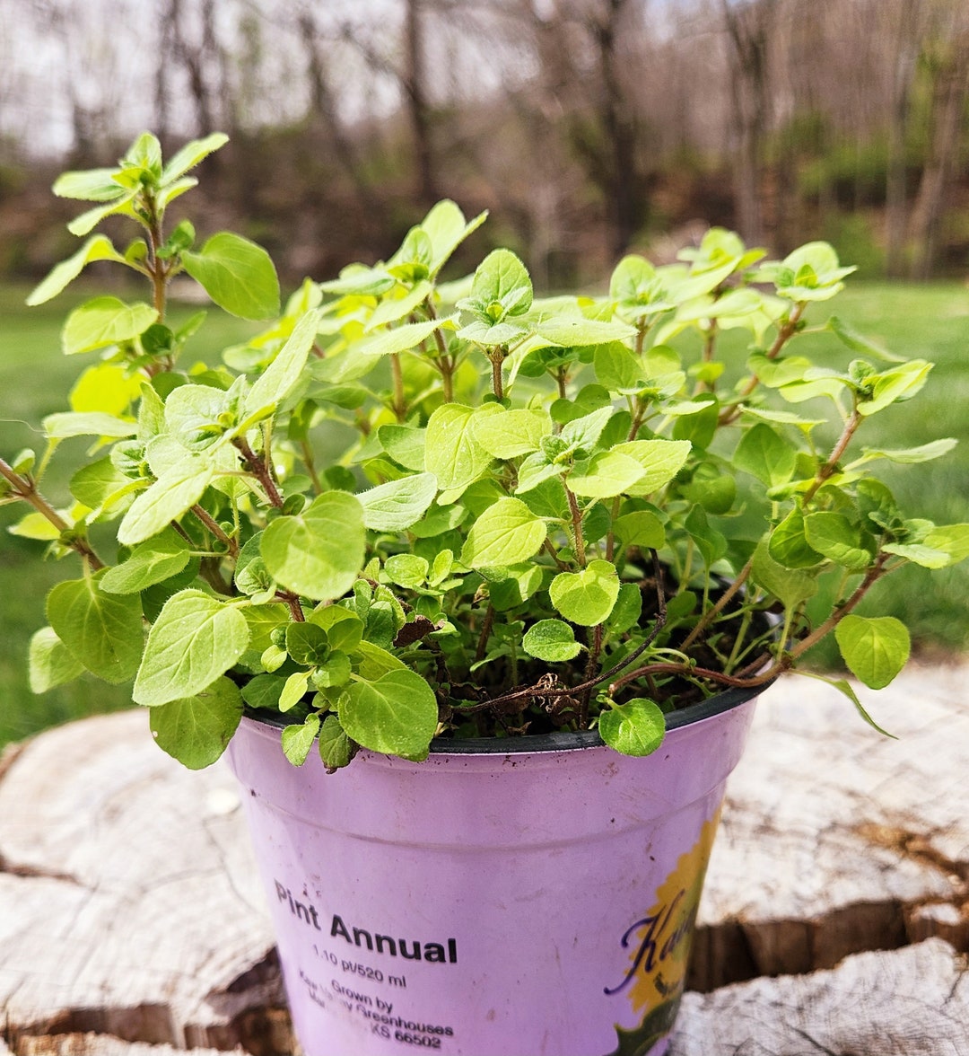 Golden Oregano Origanum Vulgare 'aureum' Herb Ground Cover Golden