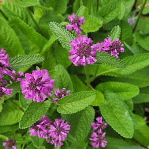 Perennial plant Staceys monieri Hummelo in bloom.