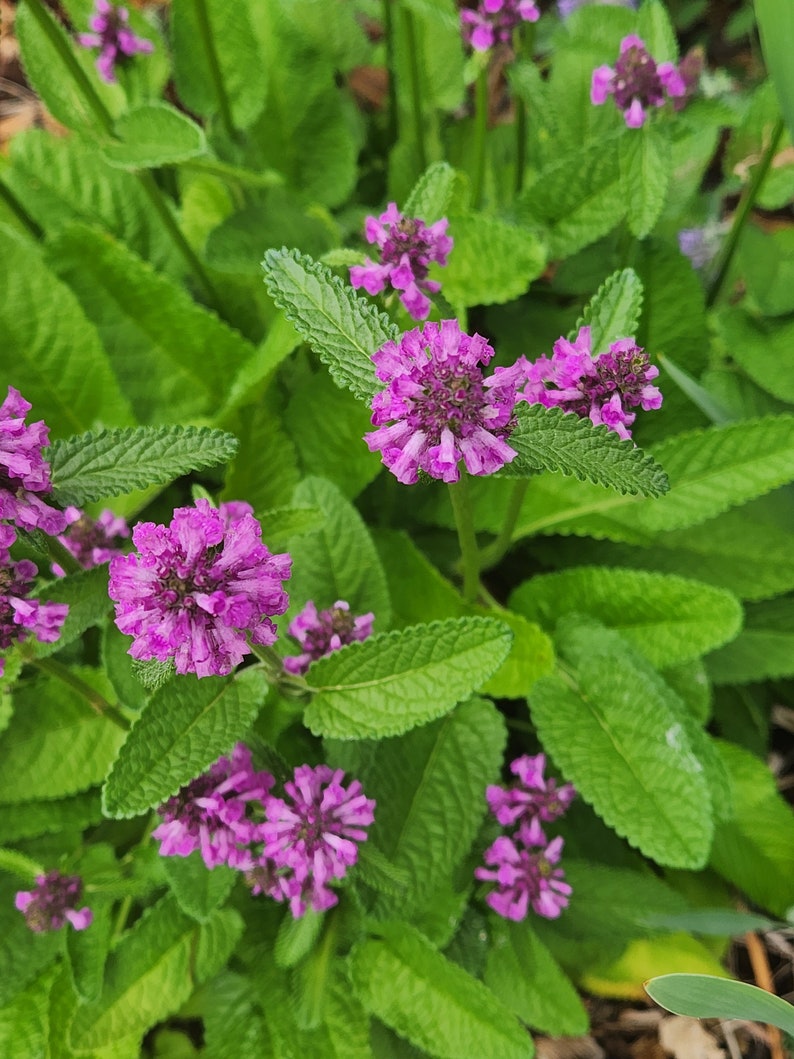 Perennial plant Staceys monieri Hummelo in bloom.