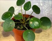 Pilea peperomioides (4 quot Pot) (Chinese money plant Pancake plant UFO plant)