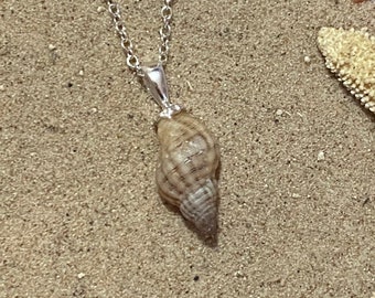 【as\"on】SEASHELL NECKLACE Textured Seashell Necklace in Sterling Silver | Zales