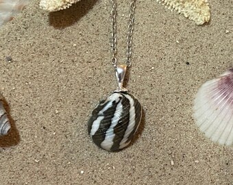 Zebra Nerite Seashell Pendant Necklace