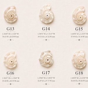 May include: Six off-white, pearlescent, spiral-shaped shell pendants labeled G13 through G18. Each piece features a central hole and specific dimensions ranging from 1.2940" to 1.5475" in height and 1.0935" to 1.3115" in width, listed below each item.