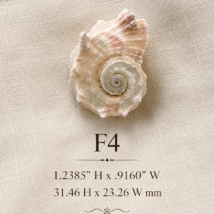 May include: A spiral seashell with cream and light pink tones, labeled F4. The dimensions are printed as 1.2385 inches in height by 0.9160 inches in width. The shell features a textured, ridged surface with a prominent central spiral pattern.