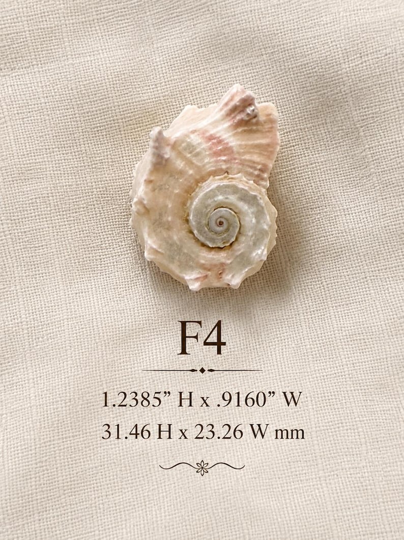 May include: A spiral seashell with cream and light pink tones, labeled F4. The dimensions are printed as 1.2385 inches in height by 0.9160 inches in width. The shell features a textured, ridged surface with a prominent central spiral pattern.