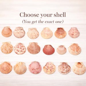 ホタテ貝を選ぼう • 本物の樹脂コーティング貝 • DIYジュエリー用品 • クラフト用貝殻 • 海の記念品 • お好みの貝殻を選ぼう