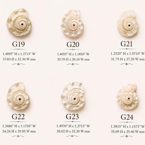May include: Six off-white, iridescent shell pendants labeled G19 through G24. Each piece features a spiral design with a central hole. Dimensions are provided in inches and millimeters, ranging from 1.2520" to 1.4970" in height and 1.0710" to 1.2715" in width.