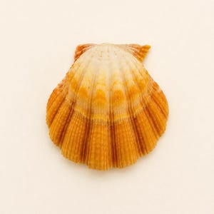 May include: A single, orange and cream-colored scallop seashell. The shell has a fan-like shape with ribbed texture and a small, textured hinge. The colors transition from cream to orange, creating a gradient effect. The seashell is a natural, decorative item.