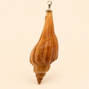 May include: A natural brown seashell pendant featuring a tapered, elongated spiral shape with vertical striations and a smooth, polished finish. The shell is topped with a silver-toned metal bail, providing a secure attachment point for a necklace chain.