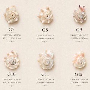 May include: Six individual iridescent seashell pendants labeled G7 through G12. Each shell features a central hole and unique spiral texture. Dimensions range from 1.400" to 1.6735" in height and 1.0695" to 1.4205" in width, as specified for each item.