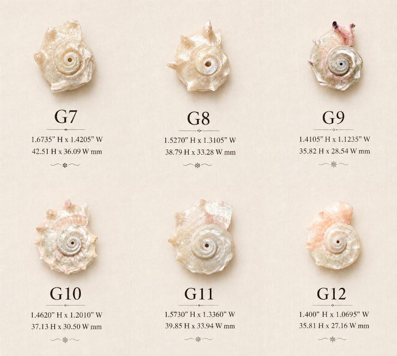 May include: Six individual iridescent seashell pendants labeled G7 through G12. Each shell features a central hole and unique spiral texture. Dimensions range from 1.400" to 1.6735" in height and 1.0695" to 1.4205" in width, as specified for each item.