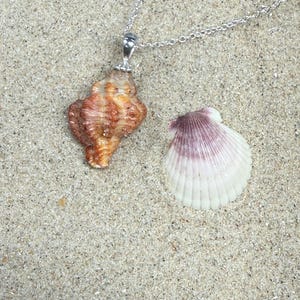 May include: A silver chain necklace with a seashell pendant and a separate seashell. The pendant is a brown and orange conch shell. The other shell is white with purple edges. Both shells are on a sandy surface.
