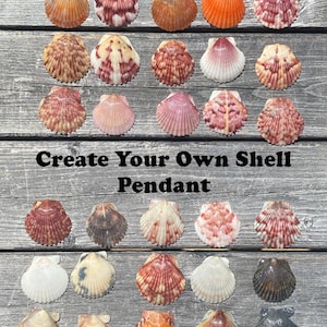 Scallop Seashell: Medium Resin-Coated Shell