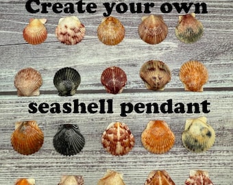 Scallop Seashells