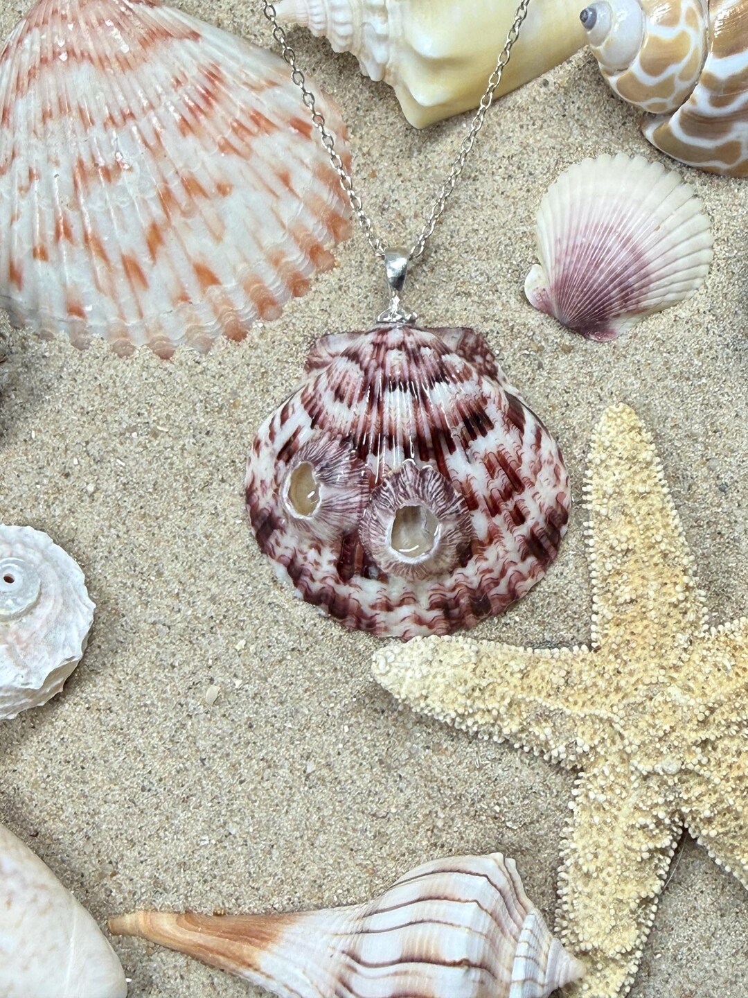 Calico Scallop With Barnacle Eyes Seashell Pendant Necklace - Etsy
