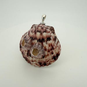 Calico Scallop Shell Necklace with Barnacle Eyes • One of a Kind Ocean Shell Pendant • Natural Beach Jewelry • Coastal Statement Necklace