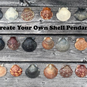 Resin Coated Scallop Seashells: Medium Size