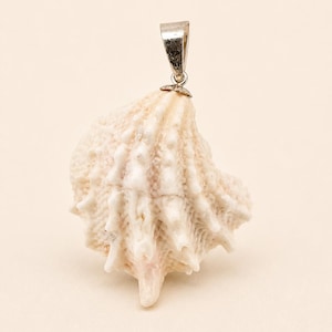 Spiny Jewel Box Seashell Pendant Necklace in Sterling Silver