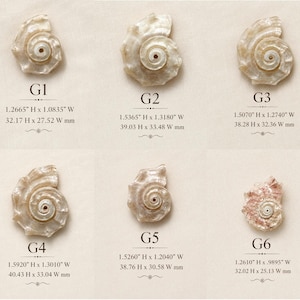 May include: Six iridescent shell pendants labeled G1 through G6. G1 is 1.2665" H x 1.0835" W, G2 is 1.5365" H x 1.3180" W, G3 is 1.5070" H x 1.2740" W, G4 is 1.5920" H x 1.3010" W, G5 is 1.5260" H x 1.2040" W, and G6 is 1.2610" H x .9895" W.