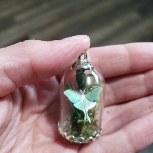 Luna Moth/ Butterfly Micro Terrarium Curio Pendant