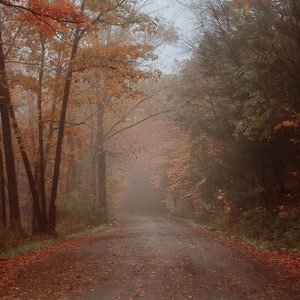Könnte beinhalten: Ein gewundener Schotterweg durch einen nebligen Wald im Herbst. Die Bäume sind größtenteils kahl, aber einige haben Blätter in Orange- und Gelbtönen. Der Nebel erzeugt eine geheimnisvolle und ätherische Atmosphäre.