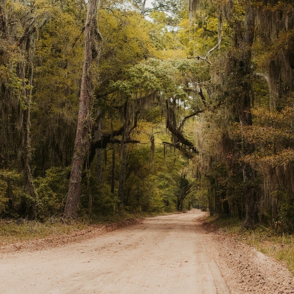 Daufuskie Island Low Country Spanish Moss Live Oak photo