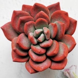 3D kleine sappige siliconen mal sappige zeep sappige hars bloem siliconen mal zeep siliconen mal hars siliconen mal