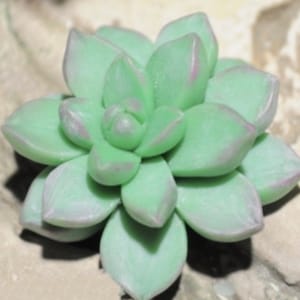 3D kleine sappige siliconen mal sappige zeep sappige hars bloem siliconen mal zeep siliconen mal hars siliconen mal
