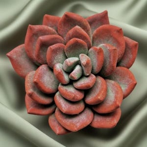May include: A close-up of a succulent plant with red and green leaves. The plant has a rosette shape and is set against a soft, sage green background. The leaves have a velvety texture.