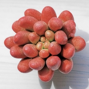 3D kleine sappige mal hars mal zeep mal kaars mal cement mal food grade mal sappige zeep succulente kaars