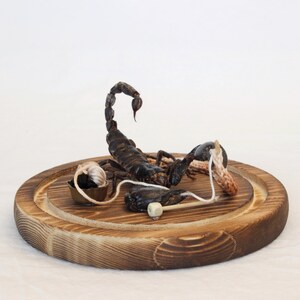 May include: A dark brown scorpion with a curved tail rests on a round, wooden serving board. The board has a carved edge and a light brown finish. A small bowl with twine and a small object are also on the board.