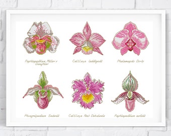 Könnte beinhalten: Ein weißer Rahmen mit sechs verschiedenen Orchideenarten, jede mit einer rosa und weißen Blüte und einem grünen Stiel. Die Orchideen sind mit ihren wissenschaftlichen Namen beschriftet.