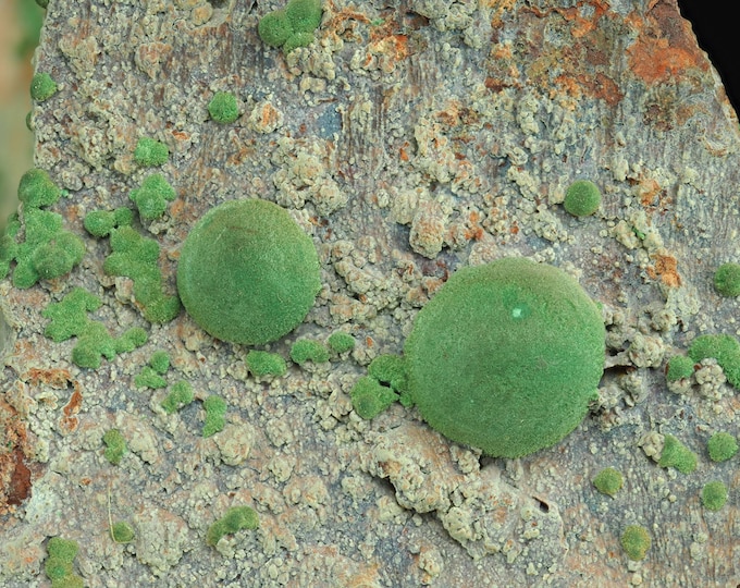MALACHITE spherical crystals 7,3 x 4,5 x 4,0 cm Morenci mine, U.S.
