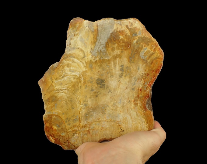 Petrified Palm Wood Tree Slice 20,5 x 17,0 x 4,0 cm Indonesia