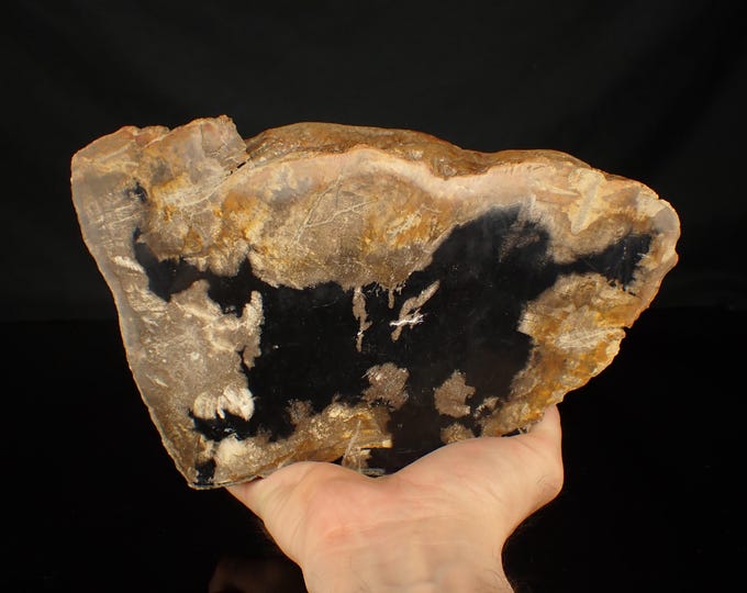 Petrified Palm Wood Tree Slice 23,0 x 14,0 x 4,5 cm Indonesia