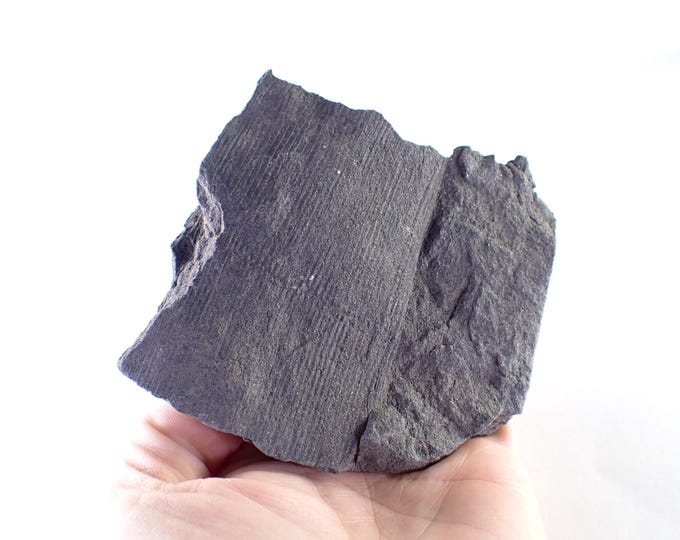 Calamites Fossil Imprint – Carboniferous Horsetail Plant in Coal Shale 9,6 x 9,5 x 1,5 cm POLAND
