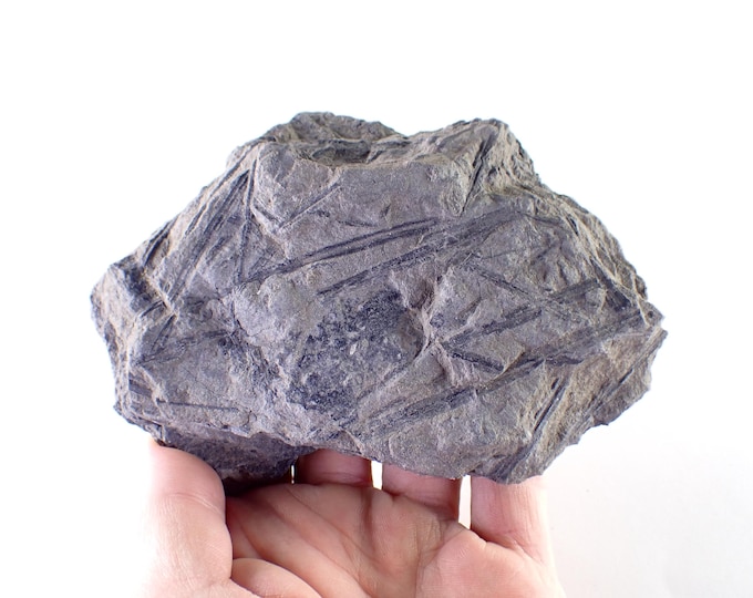 Fossil Fern in Coal Shale 13,0 x 8,0 x 1,5 cm POLAND