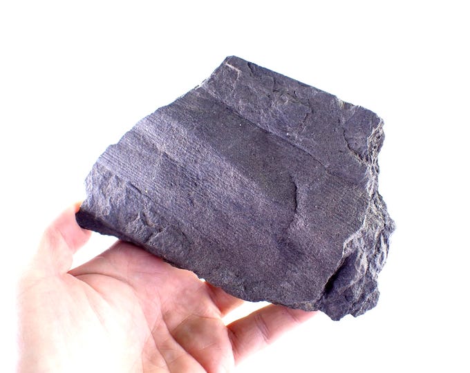 Calamites Fossil Imprint – Carboniferous Horsetail Plant in Coal Shale 14,5 x 10,0 x 1,5 cm POLAND