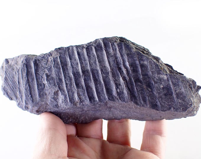 Sigillaria Fossil Plant Bark on Coal Shale 16,4 x 6,0 x 1,5 cm POLAND