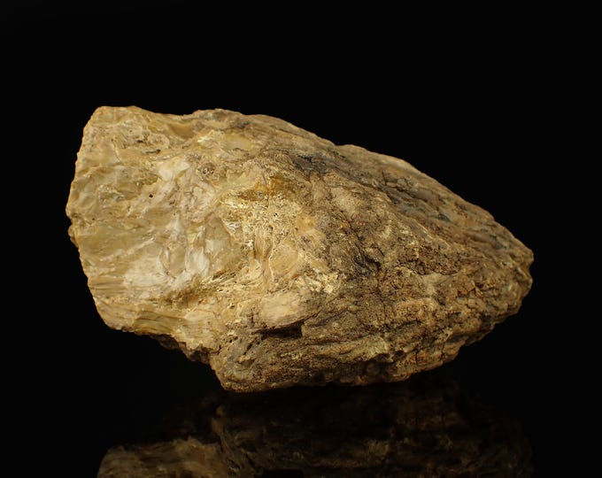 Petrified Wood with Fluorescent Amber 10,0 x 5,0 x 4,0 cm Indonesia 12889