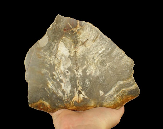 Petrified Palm Wood Tree Slice 18,0 x 16,5 x 4,7 cm Indonesia