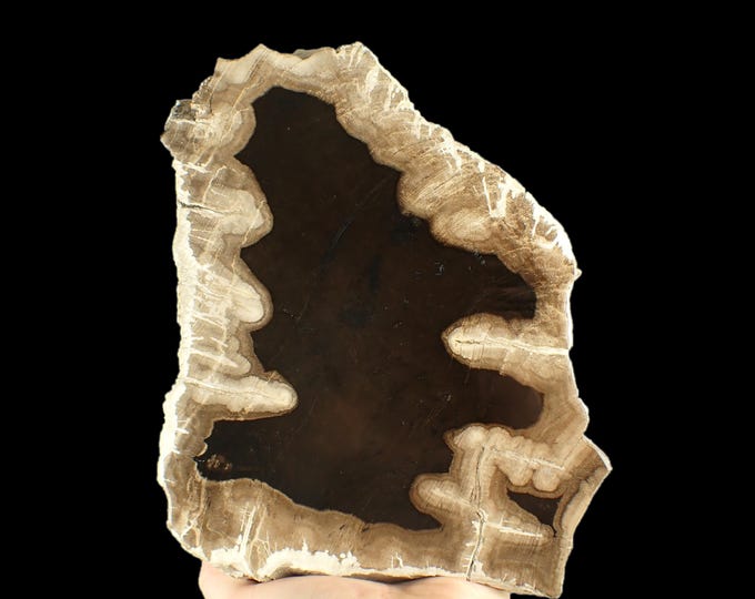 Petrified Palm Wood Tree Slice 23,0 x 18,0 x 5,2 cm Indonesia