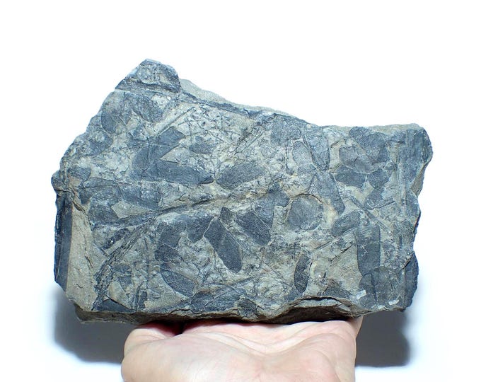Fossil Fern in Coal Shale 18,0 x 12,5 x 1,6 cm POLAND