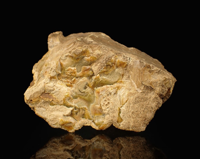 Petrified Wood with Fluorescent Amber 7,5 x 5,0 x 4,8 cm Indonesia 12879