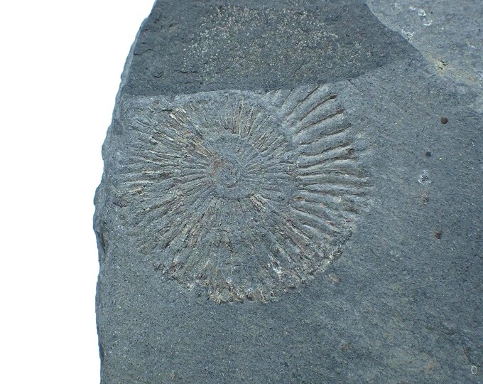 Jurassic Ammonite Fossil on Shale 11,0 x 6,7 x 1,8 cm GERMANY