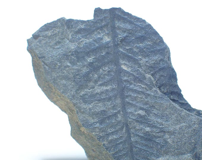 Fossil Fern in Coal Shale 8,5 x 4,0 x 1,4 cm POLAND